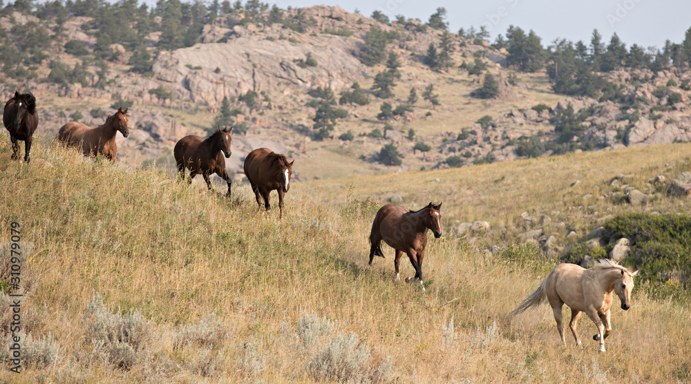 Fototapeta premium Horse Herd
