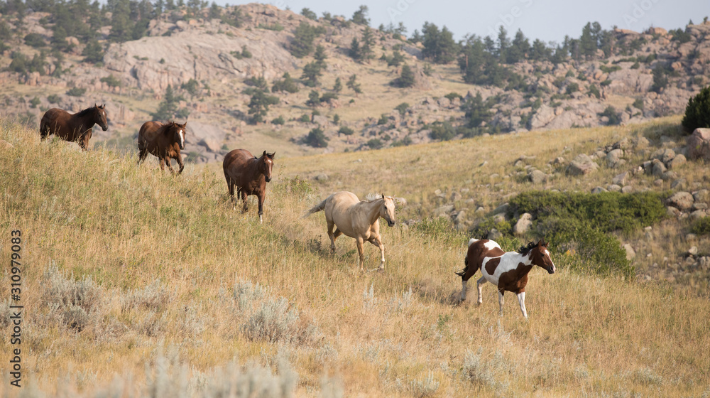 Horse Herd