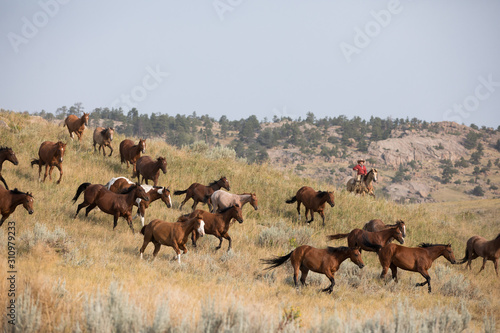 Horse Herd © Terri Cage 