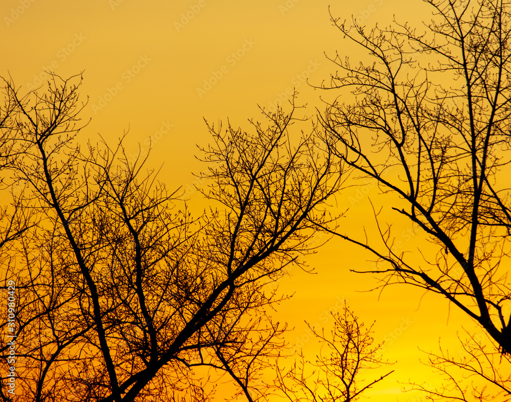 Bare tree branches at dawn of the sun Bare tree branches at dawn of the sun