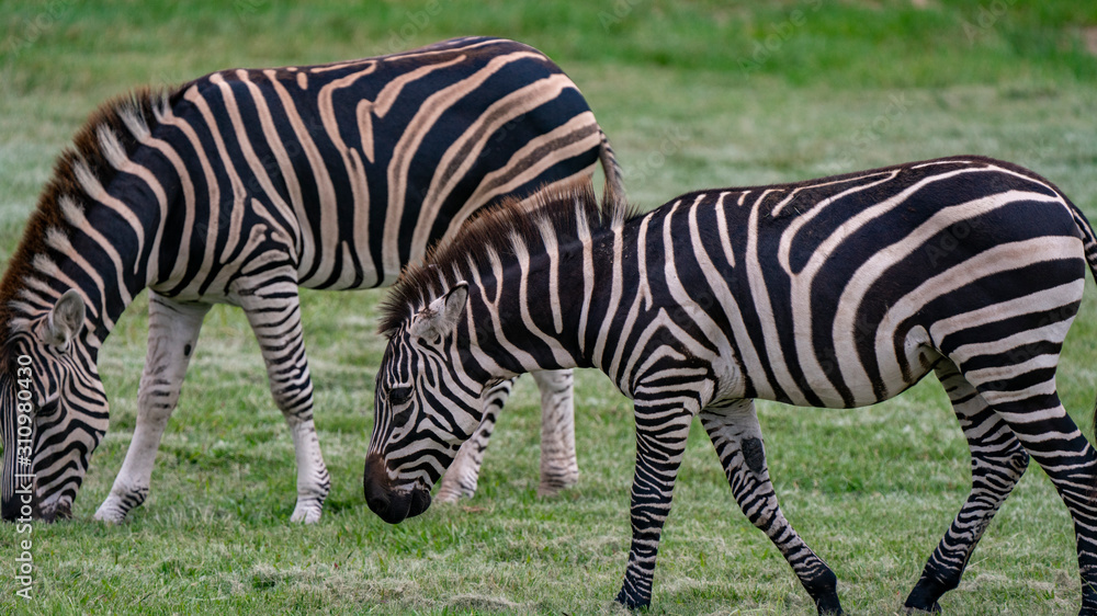 Two zebras Two zebras