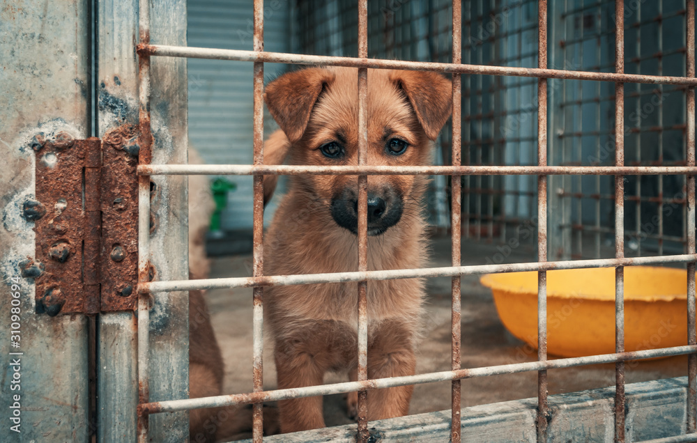 Sad puppy in shelter behind fence waiting to be rescued and adopted to new home. Shelter for animals concept - obrazy, fototapety, plakaty 