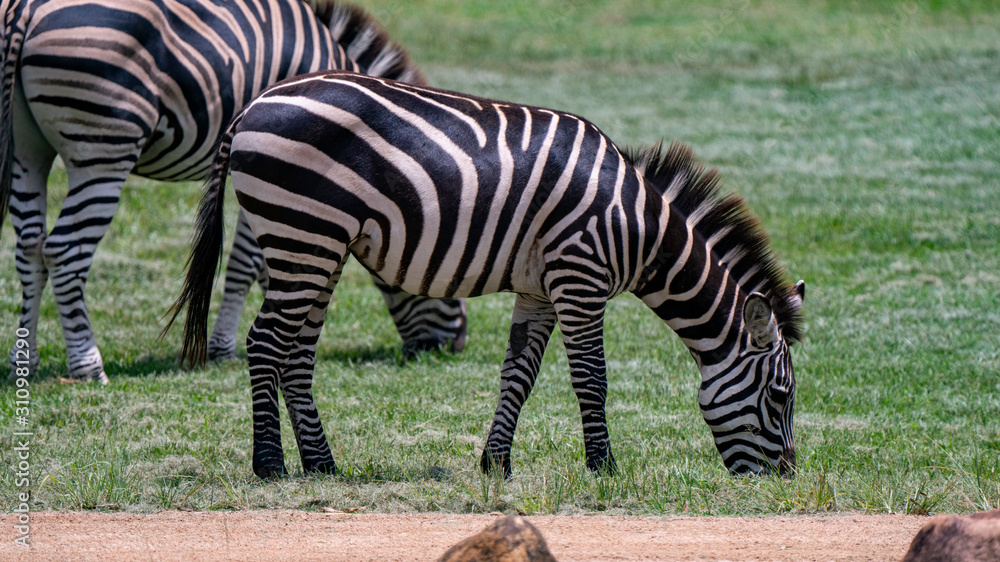 Zebra grazing full body shot with second zebra in background Zebra grazing full body shot with second zebra in background
