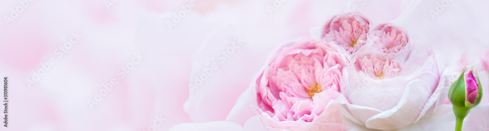 Fototapeta Różowe róże nieostrość w pastelowych kolorach na baner na stronie internetowej, karta walentynkowa, tło karty ślubnej