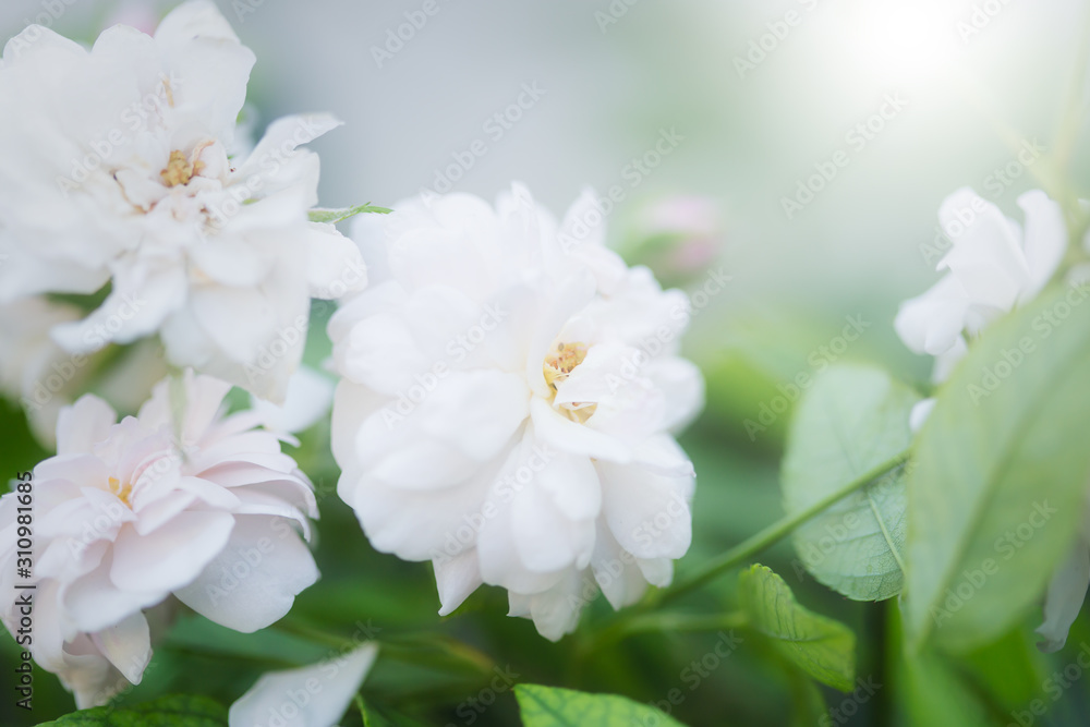 Soft sweet colors of roses soft focus and blur for background ,pastel tone style card format Soft sweet colors of roses soft focus and blur for background ,pastel tone style card format
