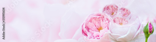 Pink roses soft focus in pastel colors for banner for website, Valentine's day card,Wedding card background