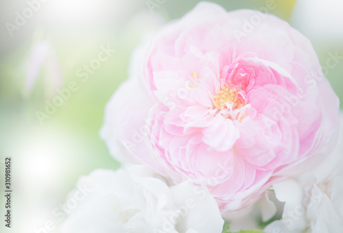Soft sweet colors of roses soft focus and blur for background  pastel tone style card format