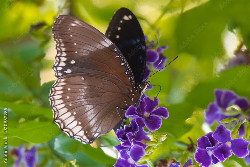 Close up wing of butterfly in the garden. Close up wing of butterfly in the garden.