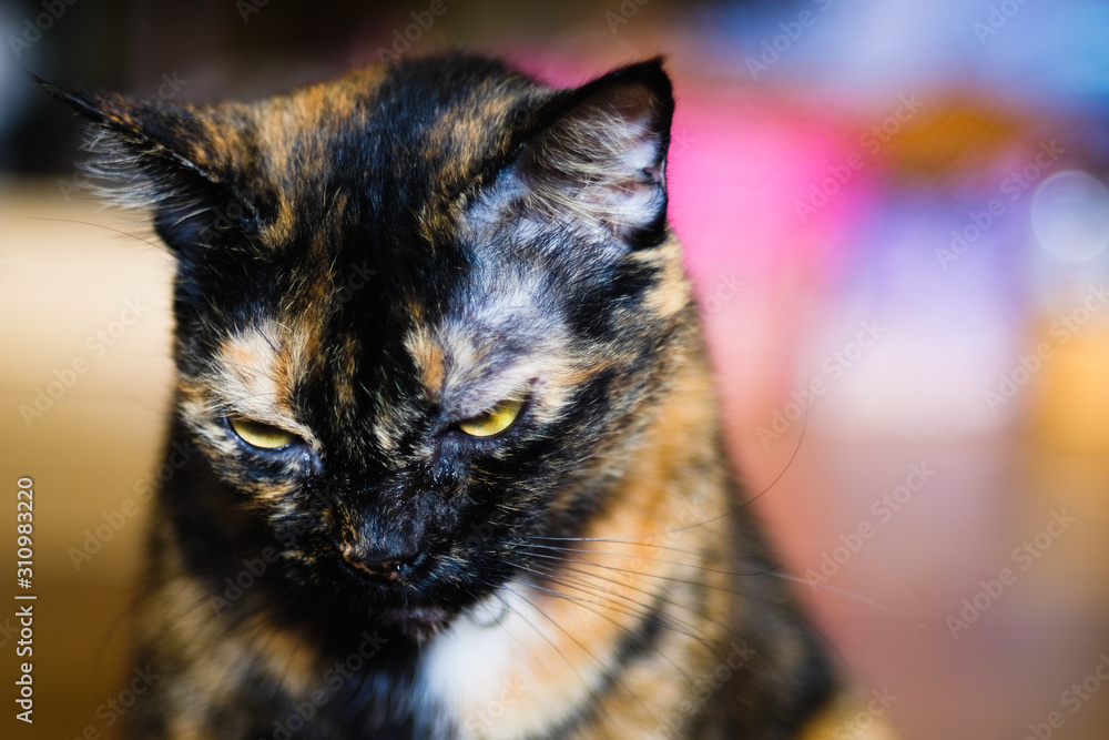 Angry cat looks in front. Stock Photo