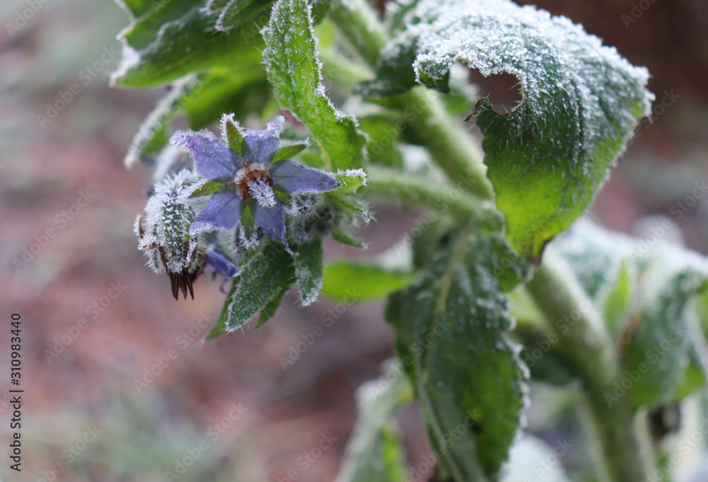 Winter in the garden.Borago officinalis, also known as a starflower, is an annual herb in the flowering plant. Beautiful medicinal herb with edible blue flower. Winter in the garden.Borago officinalis, also known as a starflower, is an annual herb in the flowering plant. Beautiful medicinal herb with edible blue flower.