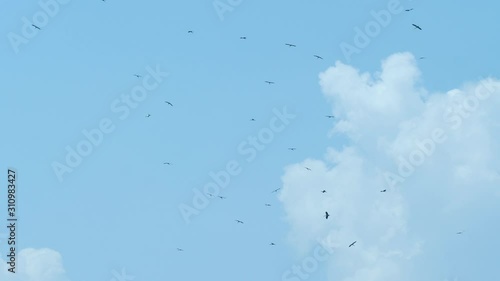 Big Crowd of Flying Storks. Wild Life Birds Natural 4K Footage.