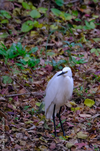 egret in forest