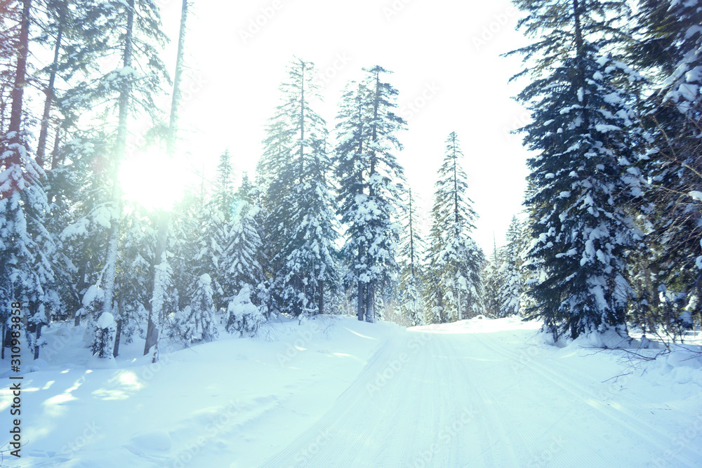 Obraz premium spruce forest in the snow