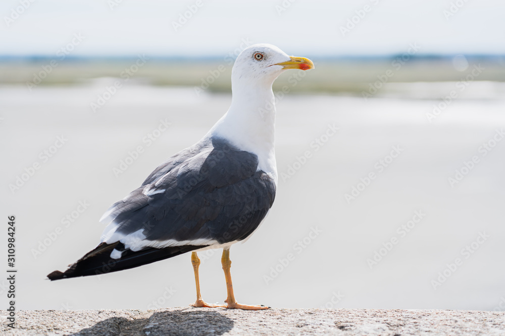 Fototapeta premium Seagull stand on the fortress wall near seacoast of the Mont Saint-Michel,Manche,Basse-Normandie, France, Europe.