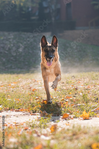 Belgian shepherd (Malinois) running in park with ball in autumn / puppy, young dog
