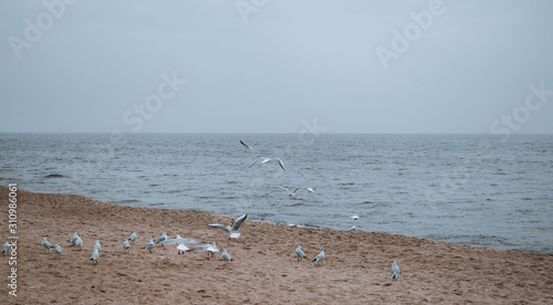 beach, sea and gull 