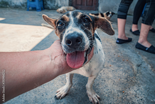 Close-up of male hand petting caged stray dog in pet shelter. People, Animals, Volunteering And Helping Concept.