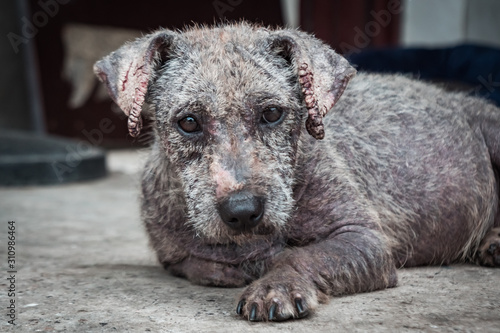 Fotografía Poor dog with tetter in animal shelter