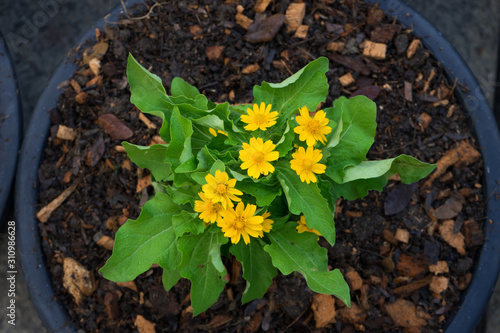 top view, Yellow little bloom flower in morning with green leaf in vase.