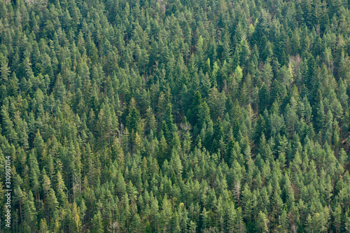 Conifers and their tops in the European forest Schwarzwald, Germany