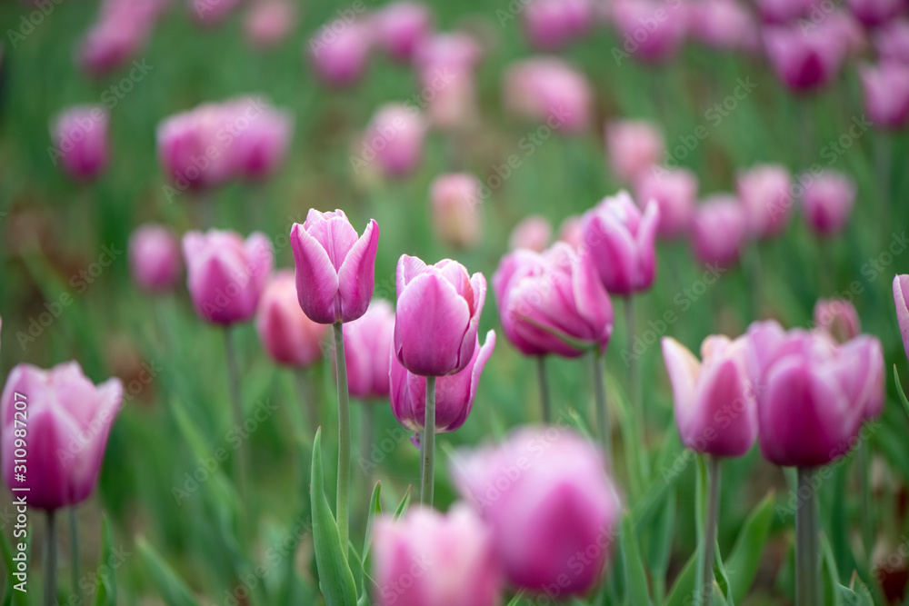 Beautiful colorful pink  tulip background photo.