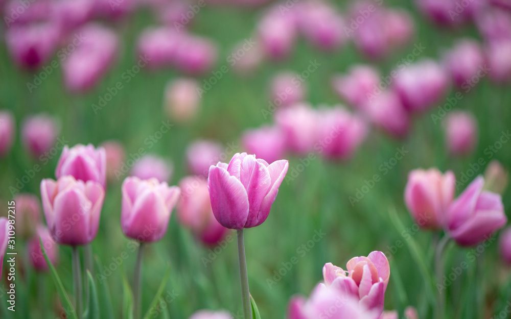 Beautiful colorful pink tulip background photo. Beautiful colorful pink tulip background photo.