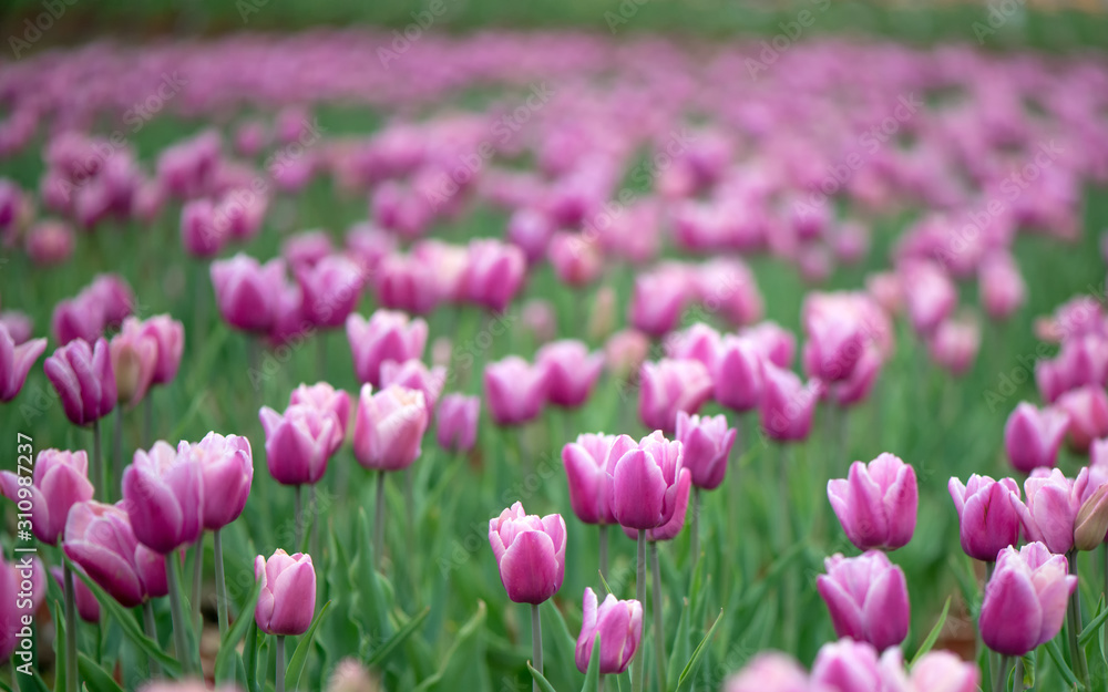 Fototapeta premium Beautiful colorful pink tulip background photo.