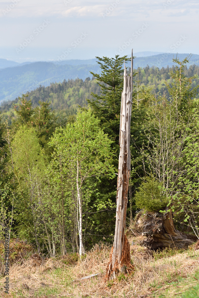 Broken conifers from strong winds on top of the mountains in the European forest of Schwarzwald, Germany. Broken conifers from strong winds on top of the mountains in the European forest of Schwarzwald, Germany.