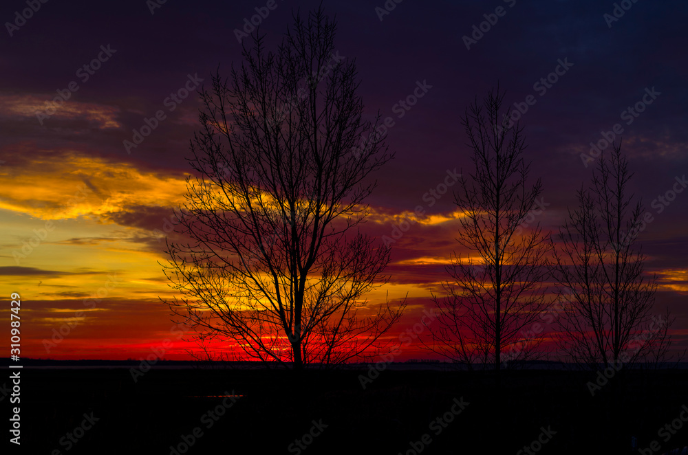 Three trees in sunset