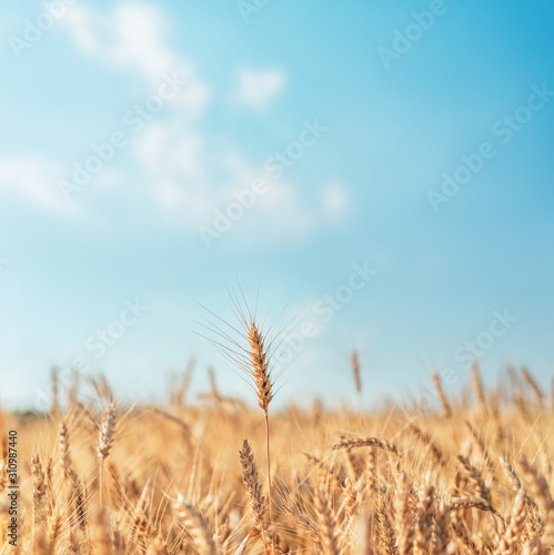 golden color agriculture field and blue sky