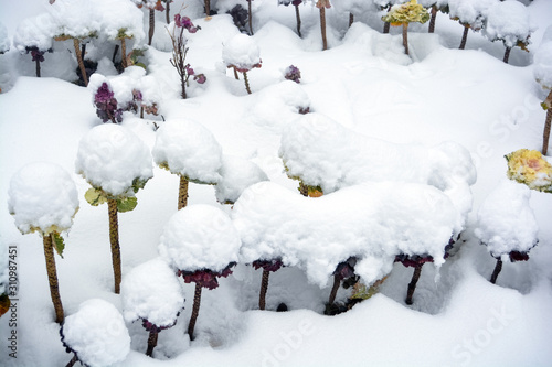 Snow covered Plants 