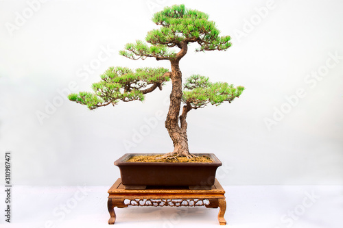 Chinese Pine Bonsai tree isolated on white background.