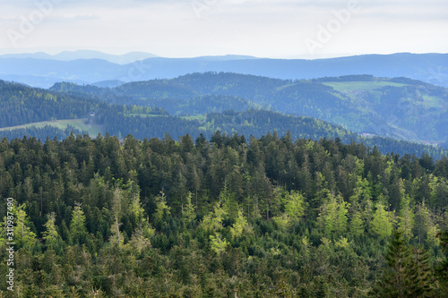 Picturesque landscape with coniferous forest and hills in the European forest of Schwarzwald, Germany. The concept of ecology, tourism © pridannikov