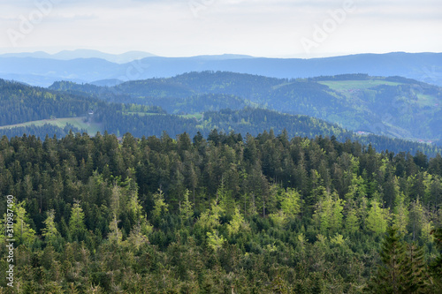 Picturesque landscape with coniferous forest and hills in the European forest of Schwarzwald, Germany. The concept of ecology, tourism