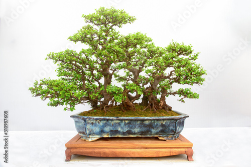 Forest bonsai made of small trees isolated on white background.