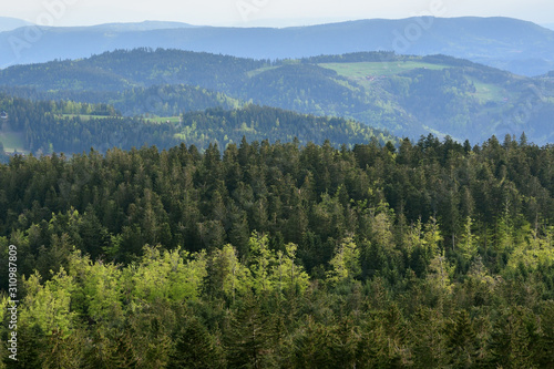 Picturesque landscape with coniferous forest and hills in the European forest of Schwarzwald, Germany. The concept of ecology, tourism