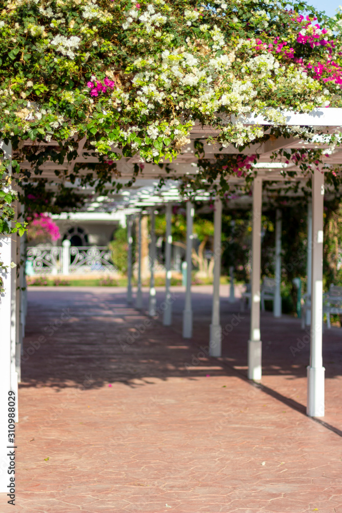 The white terraces on the hotel grounds are decorated with exotic flowers. The white terraces on the hotel grounds are decorated with exotic flowers.