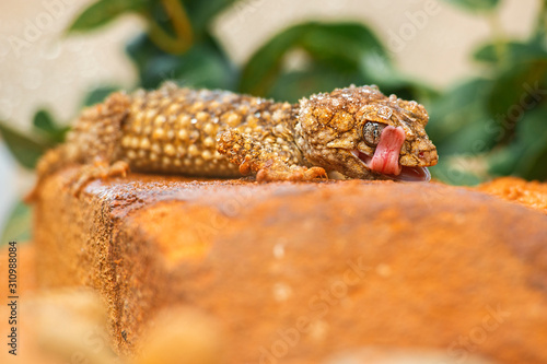 Detailed closeup of a Centralian Knob-tailed Gecko. photo