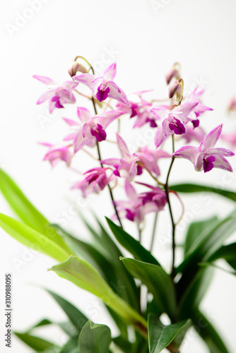 A beautiful orchid isolated on white background.