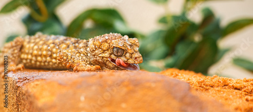 Detailed closeup of a Centralian Knob-tailed Gecko. photo