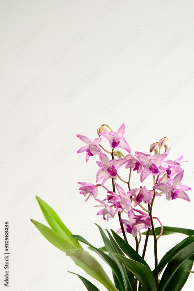 Beautiful pink-purple orchids isolated on white  background