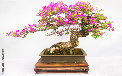 Bonsai of plum tree isolated on white background.