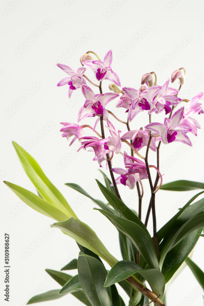 Beautiful pink-purple orchids isolated on white background Beautiful pink-purple orchids isolated on white background