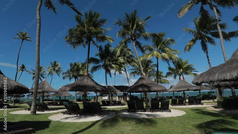 Wide Angle Shot of Lawn With Thatched Canopies and Lounge Chairs at Beach Resort With Tall Palm Trees Wide Angle Shot of Lawn With Thatched Canopies and Lounge Chairs at Beach Resort With Tall Palm Trees