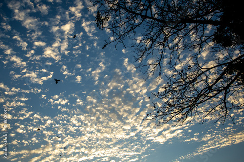 Принти на полотні cirrocumulus clouds