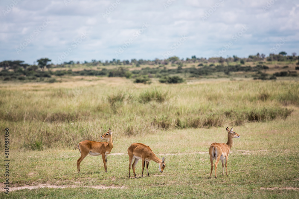African Savannah in the haze. antelopes graze in the foreground African Savannah in the haze. antelopes graze in the foreground