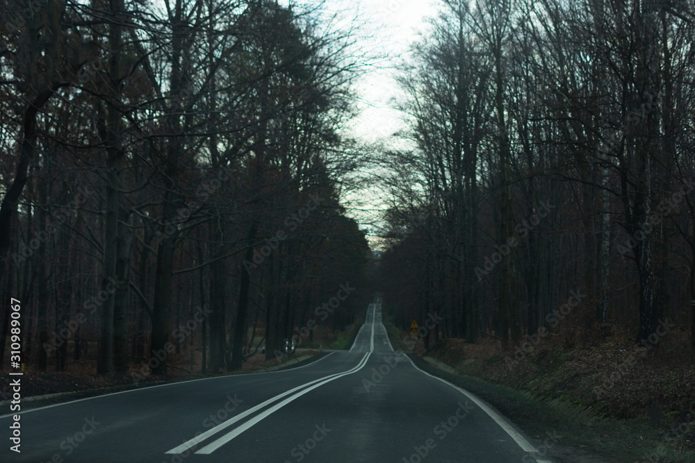 Fototapeta premium An asphalt road goes through a dark misterious forest.