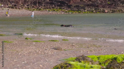 Wide high angle panning shot of a black dog swimming on shallow beach water, Foremark Reservoir, Derbyshire, UK photo