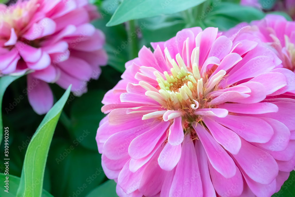 Common Zinnia elegans flower or colorful pink flower in the garden.