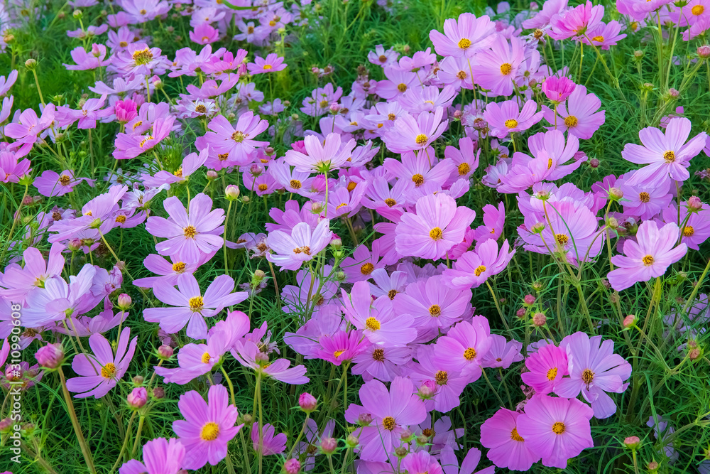 Obraz premium Cosmos bipinnatus flower or colorful pink flower in garden field.